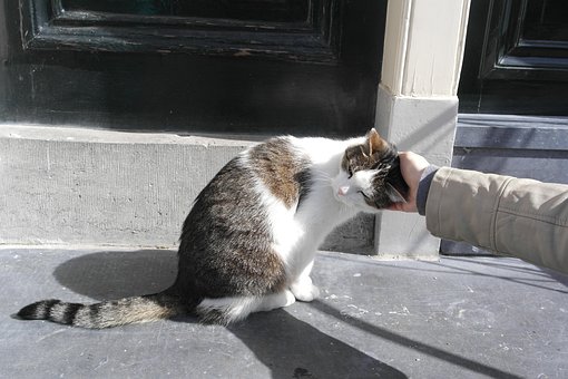 Free Cat Sun photo and picture