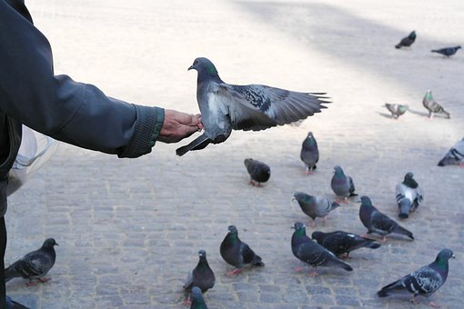 Free Dove Magic Tricks photo and picture