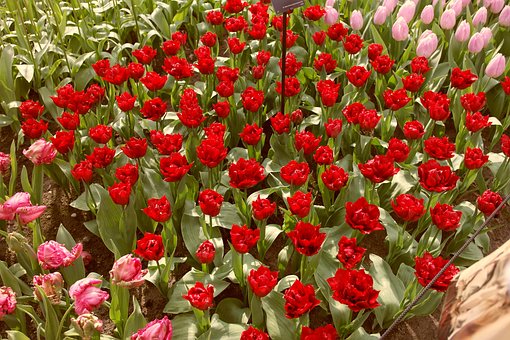 Free Tulips Amsterdam photo and picture