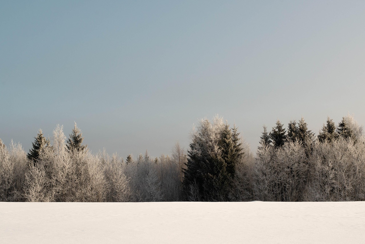 20,000+ Free Winter Trees & Winter
