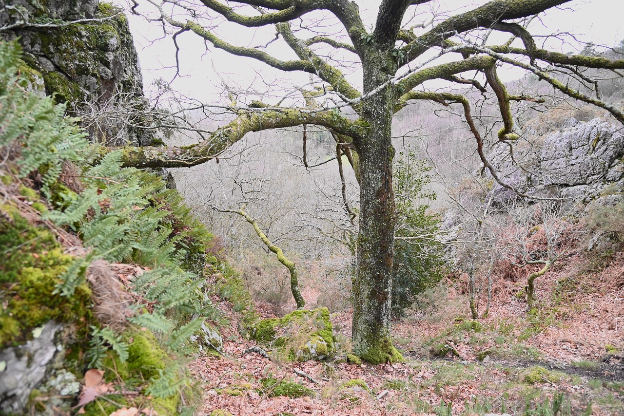 Photo Nature Sentier De Balade - Photo gratuite sur Pixabay - Pixabay