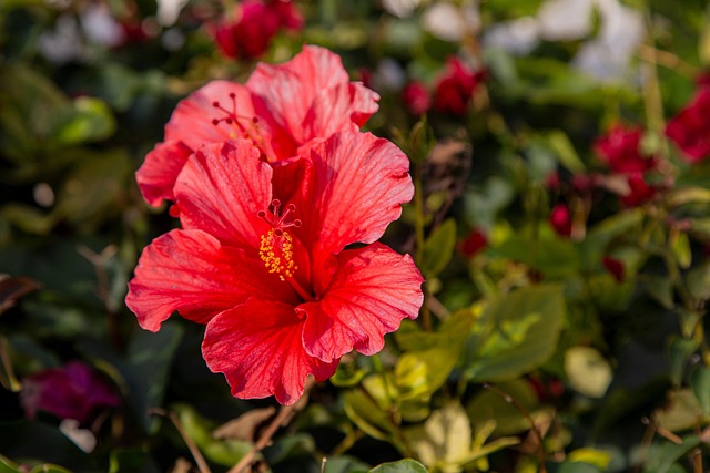 Rode Bloem, Rode Hibiscus, Hibiscus
