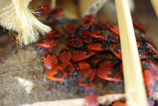 Insect, Natuur, Rood, Kever, Insect