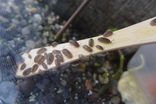 Pissebedden, Pissebed, Insect, Natuur