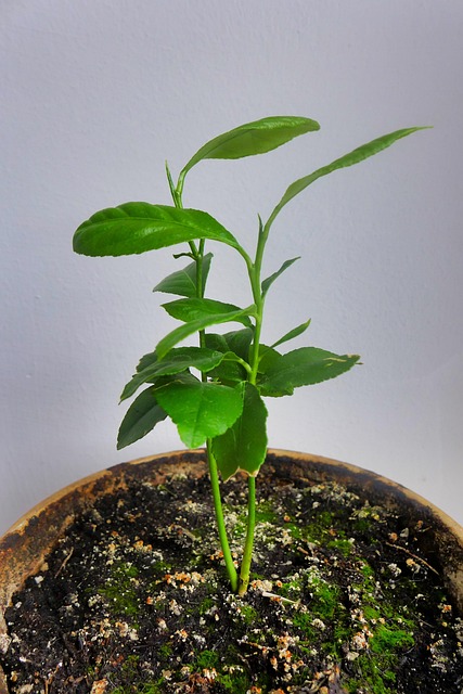 Citroen, Plantaardige, Pot, Groente