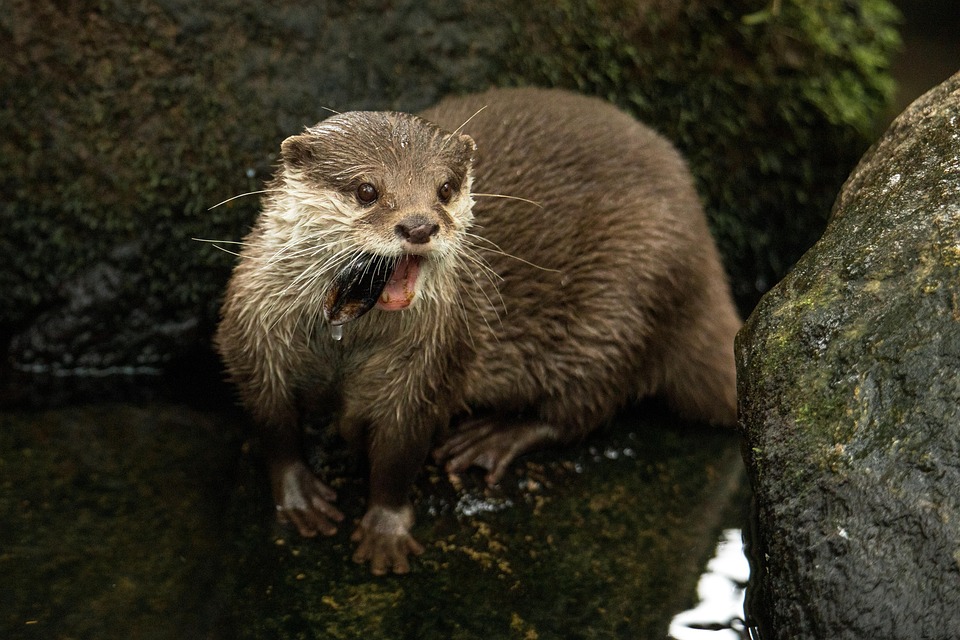 獭 动物 野生动物 - Pixabay上的免费照片 - Pixabay