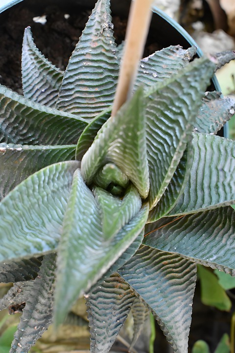 Everything is possible - Aloé / Cactus