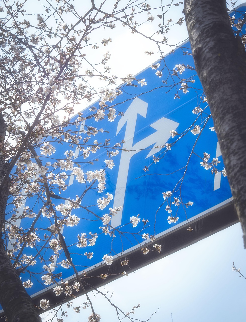 Sakura Spring Color Free Photo On Pixabay Pixabay sakura-spring-color-free-photo-on-pixabay-pixabay