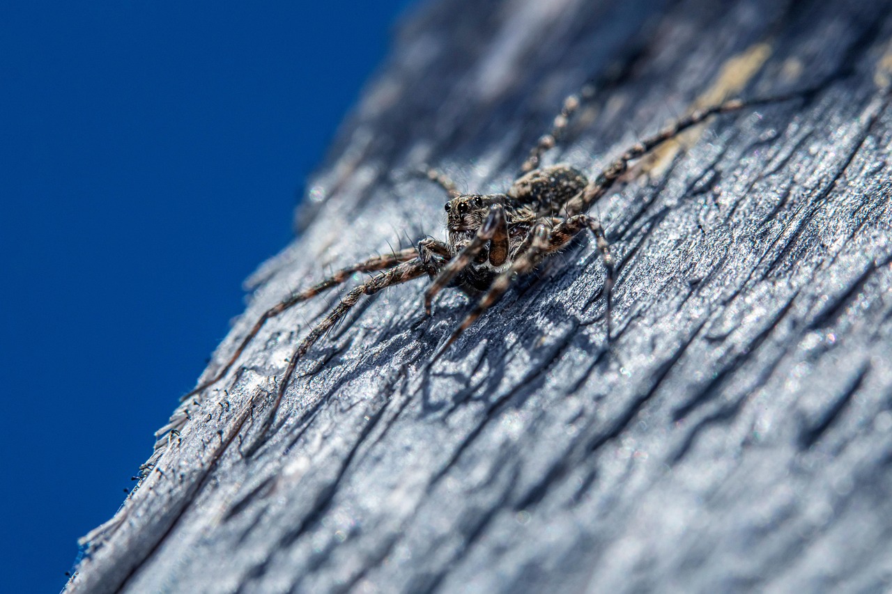Araña Escarabajo Insecto - Foto gratis en Pixabay - Pixabay