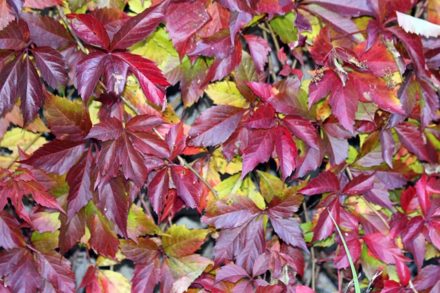 Free Virginia Creeper Plant photo and picture