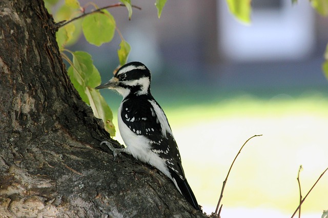 Free Bird Woodpecker photo and picture