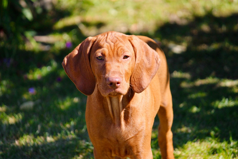 vizsla dog breed information