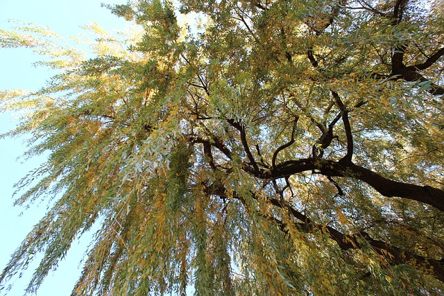 Free Weeping Willow Park photo and picture