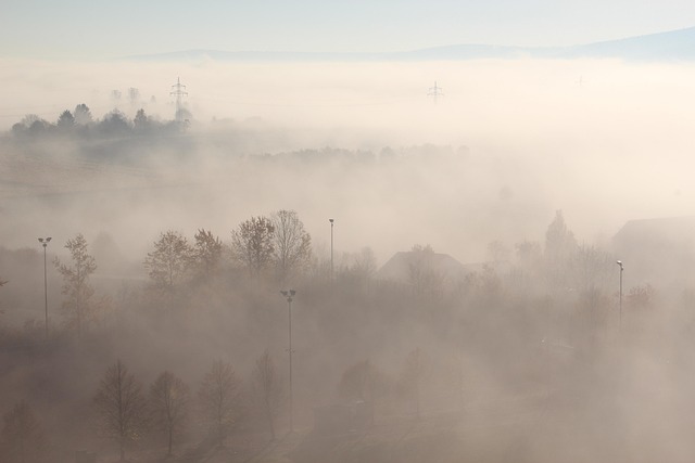 Free Trees Fall photo and picture