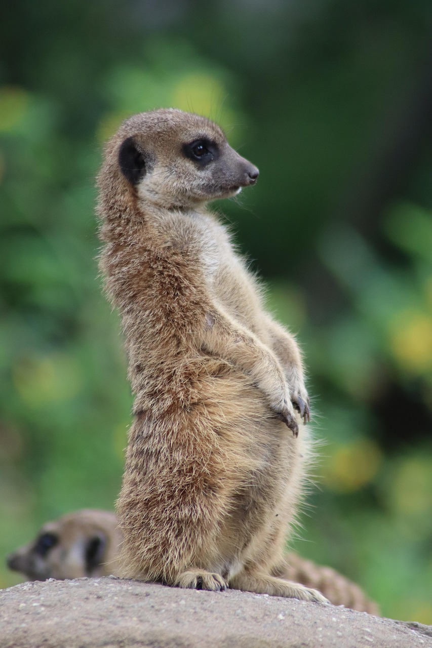 Suricata Mam fero Animal Fauna Foto Gratis En Pixabay