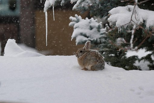 Free Rabbit Bunny photo and picture