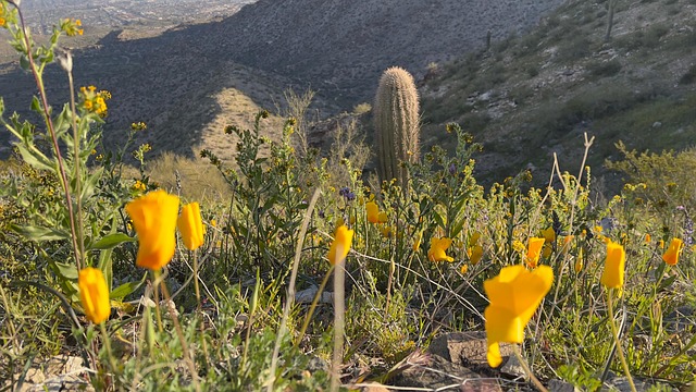 Free Desert Mountains photo and picture