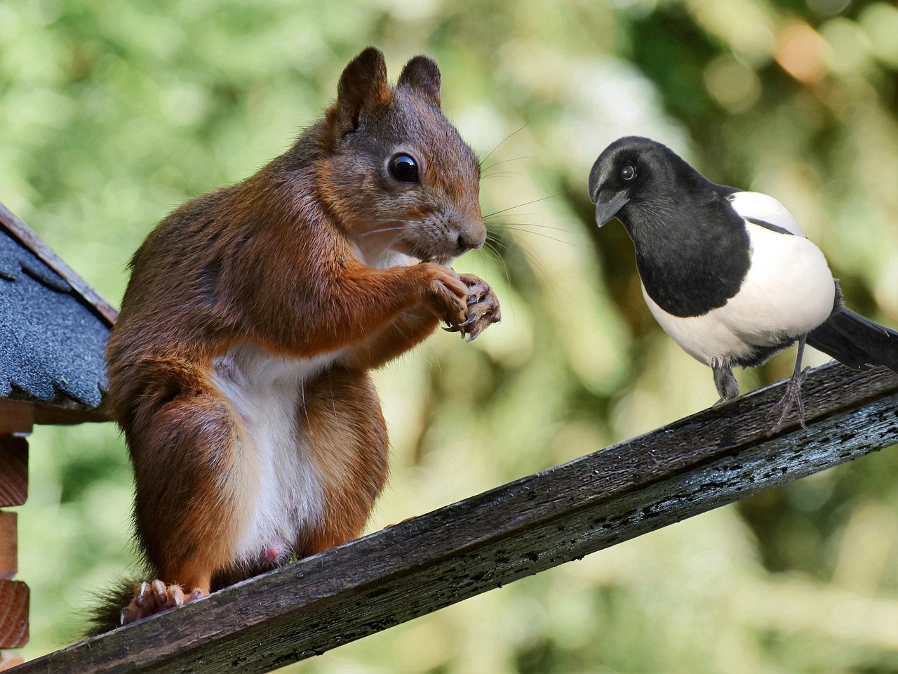 squirrel, animated, magpie, rodent, bird, friendship, wooden house, whetstone, fauna, wild life, zoo, composition, love, nature, mammal