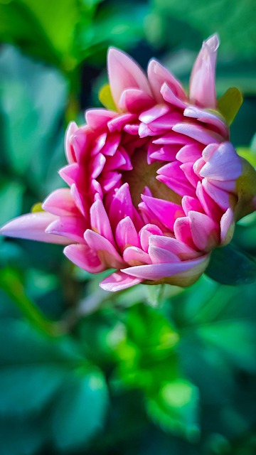 Free Flower Dahlia photo and picture