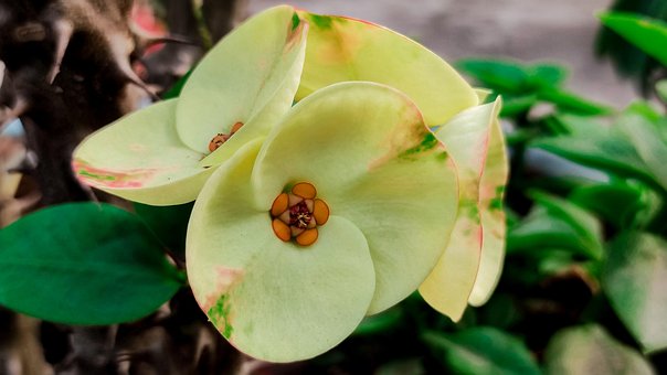 Free Flower Euphorbia Milii photo and picture
