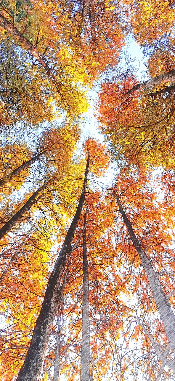 杉树 落羽杉 树 - Pixabay上的免费照片 - Pixabay