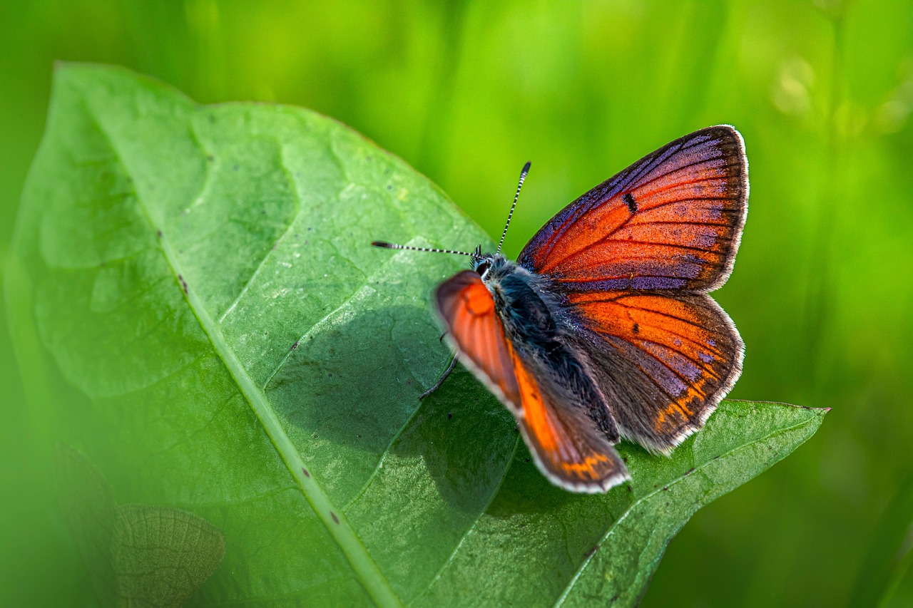 Butterfly Purple-Edged Copper - Free photo on Pixabay - Pixabay