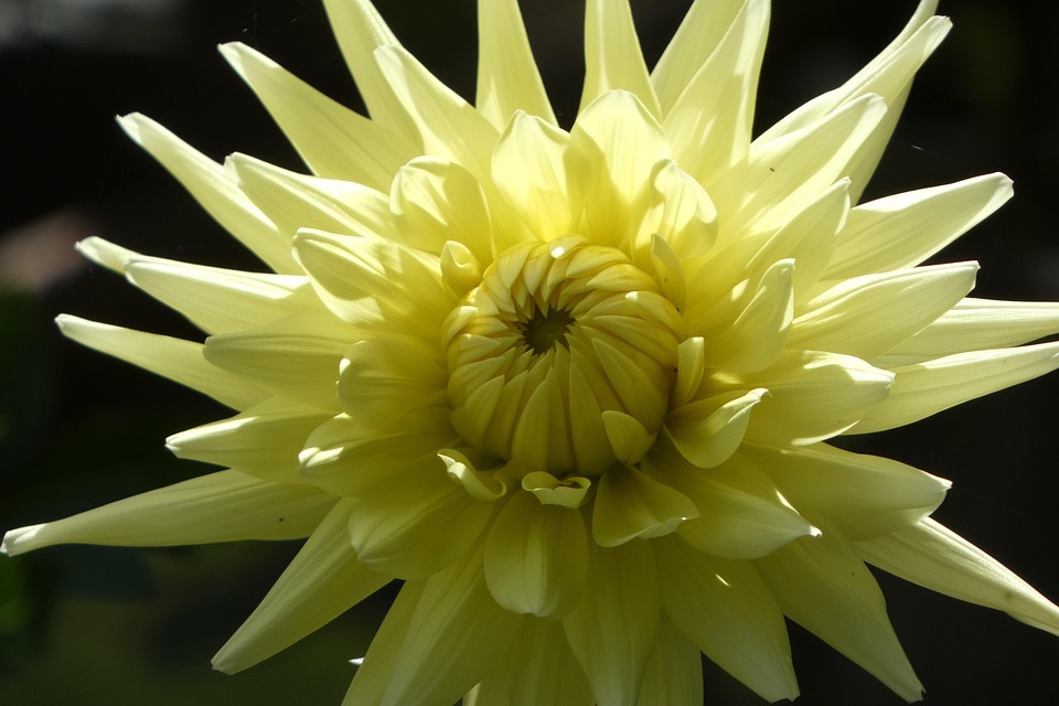 flower-australian-beauty-free-photo-on-pixabay-pixabay