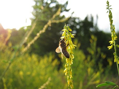 Free Bee Sweet Clover photo and picture