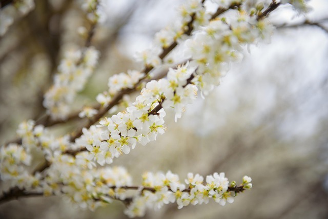 Free Flower Plum Flower photo and picture