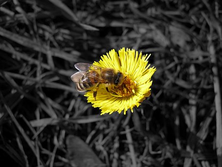 Free Bee Coltsfoot photo and picture