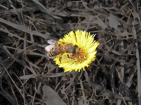 Free Bee Hd Wallpaper photo and picture