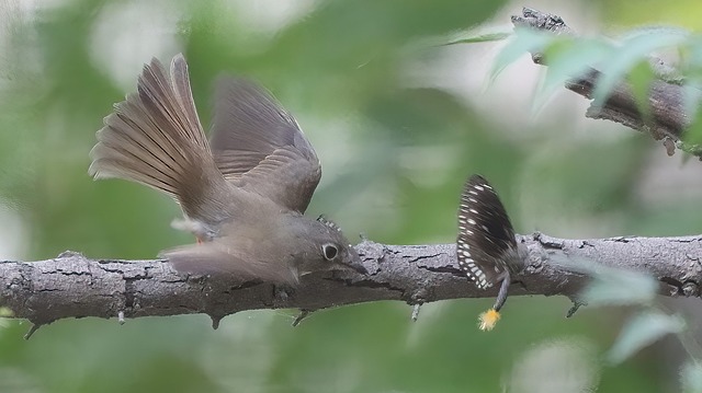 Free Flycatcher Brown Breasted Flycatcher photo and picture