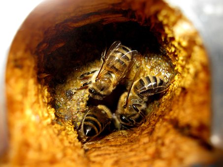 Free Bees Insects photo and picture