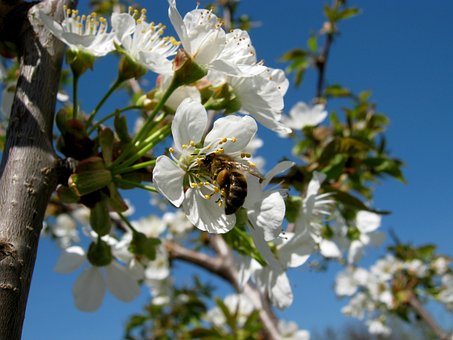 Free Bee Cherries photo and picture