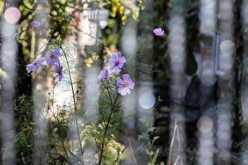 Kosmos, Blume, Natur, Frühling, Garten