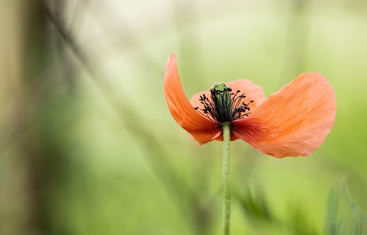 Mohn, Blume, Natur, Rot, Garten