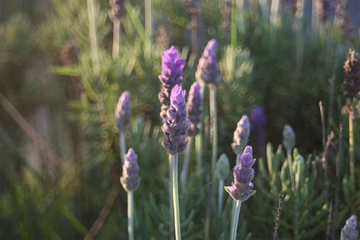 Free Lavender Plant photo and picture