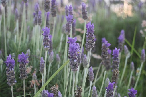 Free Lavender Flower photo and picture