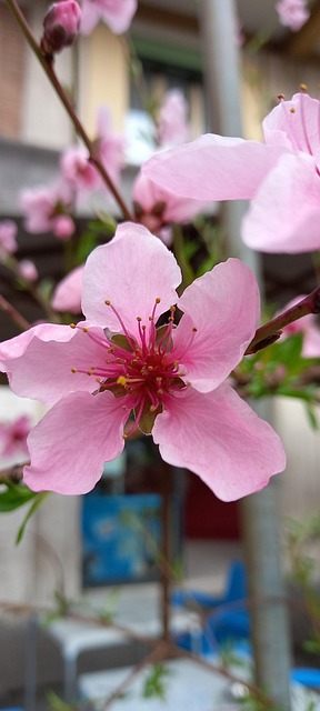 Free Modena Spring photo and picture