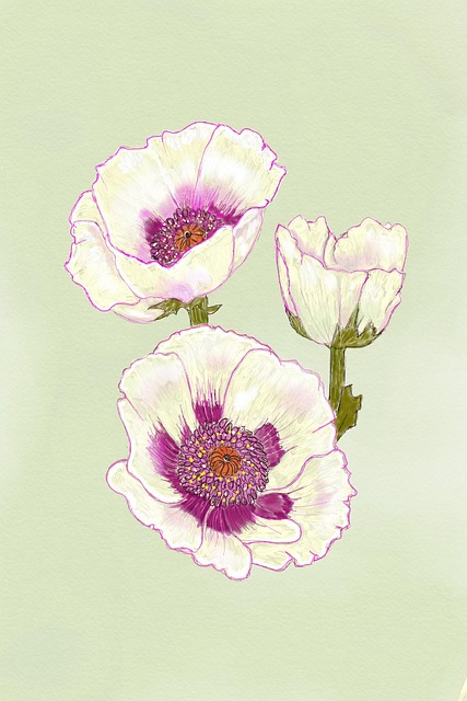 Free Poppy White illustration and picture