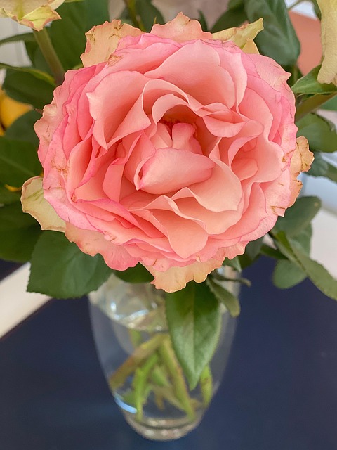 Roos, Bloem, Vaas, Roze, Bloesem, Bloom