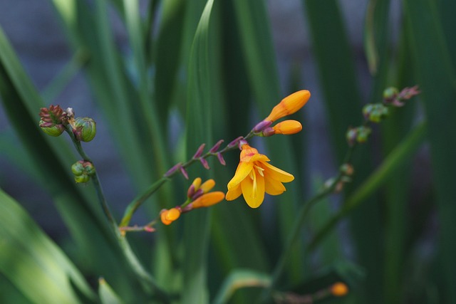 Bloem, Bloem Behang, Mooie Bloemen