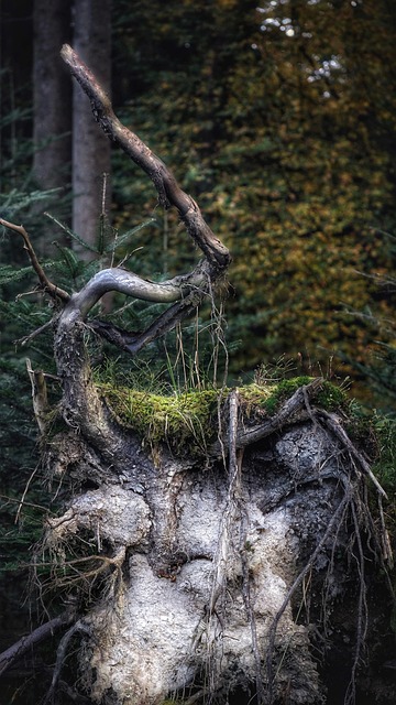 Woud, Wortel, Boomwortel, Wild, Uprooted