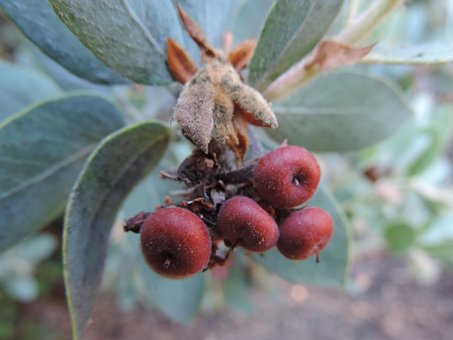 Manzanita, Lille Æble, Vild, Skov