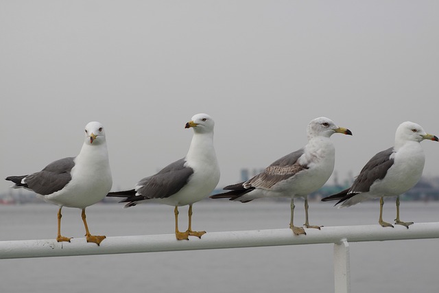 Free Seagulls Sea Birds photo and picture