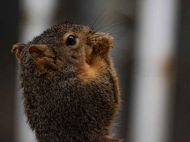Free Bryant Fox Squirrel Squirrel photo and picture