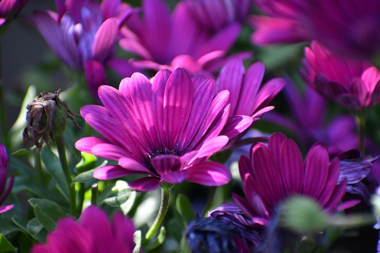 Flowers African Daisies Nature Free photo on Pixabay Pixabay