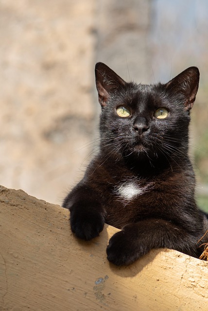 Schwarze Katze, Kätzchen, Draußen, Katze