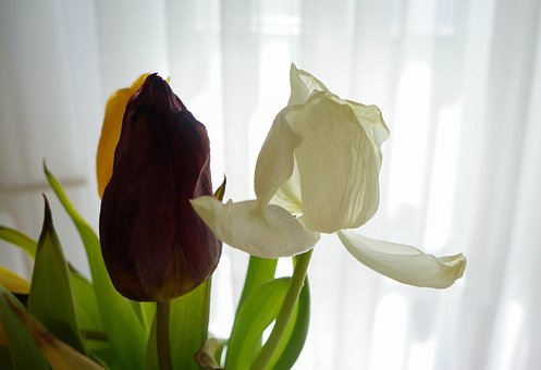Tulipaner, Buket, Visnet, Kronblade