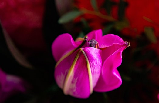 Lilje, Lyserød Lilje, Lyserød Blomst